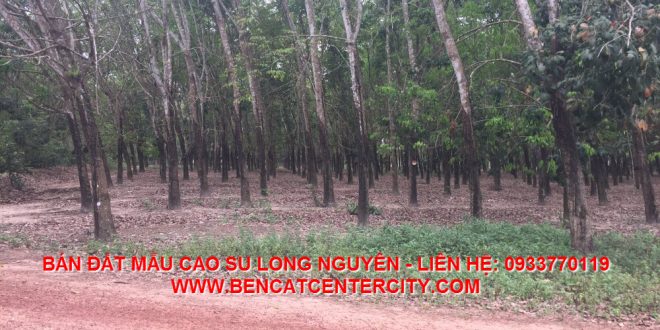 Đất rẫy cao su Long Nguyên, Bàu Bàng, Bình Dương